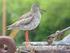 Opkrikplannen. voor weidevogel gebieden in Laag Holland