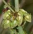 Résumé. Rumex Herubescens et R. stenophyllus (Polygonaceae),