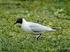 ringen bij Kokmeeuwen Gooi het Kokmeeuwen krijsende voert. Deze Kokmeeuwen vogelaars kijken nauwelijks Veel mens. wij geringde exemplaren.