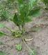 Teelthandleiding. 6.3 invloed diverse herbiciden op bietenvervanggewassen