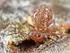 de corticole fauna van platanen: ii. springstaarten, stofluizen, loopkevers (collembola, psocoptera, carabidae)