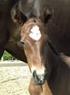 Babynieuws Mare heeft een broertje gekregen en hij heet Olle. Wij wensen hen veel geluk toe.