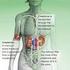 Hormonal influence on renal function with particular reference to diabetes mellitus Hoogenberg, Klaas