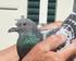 Verkooplijst. Jonge duiven Promotiehok de Eendracht Maasdijk