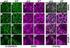 Integrin alfa3beta1 and tetraspanin CD151 in particular in the skin and the kidney Sterk, L.M.T.