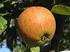 Appels/Pommes. 1. Cox s Oranje Pippin