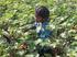 Nieuwe Indiase wet tegen kinderarbeid laat nog veel kinderen werken