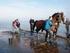 Sleutelprocessen in een natuurlijke Waddenzee Han Olff & Theunis Piersma Rijksuniversiteit Groningen