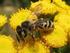 Iets over mijzelf. Wilde Bijen. Dit zijn wel bijen. Wat zijn bijen en wat niet? Honingbij. Goudwesp. Zweefvlieg. Sluipwesp Zweefvlieg