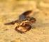 Met de lente komen ook de eerste salamanders weer tevoorschijn. Deze vuursalamander zat voor de deur van de praktijk.