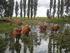 Natuurbeleid in Zuid-Holland