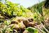 Een aanpak om schade door slakken in aardappelen te voorkomen