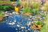 De verwijdering van microplastics in rioolwaterzuiveringsinstallaties: een case-study voor Vlaanderen