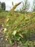 Amaranthus bouchonii Thell. (Franse amarant) en A. hybridus. in Nederland. L. (Groene amarant)