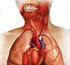 Periodontitis, Diabetes Mellitus, Cardiovascular Disease W.J. Teeuw