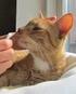 Introductie tot Gedragsproblemen bij Katten. Door Anneleen Bru Felinova Animal Behaviour Consulting