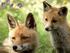 Schade door vossen aan kleinvee : hoe te interpreteren en wat eraan te doen