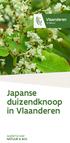 Japanse duizendknoop in Vlaanderen