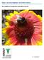 Bijen- en insectengidsje van Delftse tuinen Een compilatie van waargenomen soorten bijen en insecten