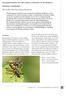 blaaskopvliegen van het genus leopoldius in de benelux