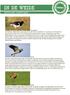 informatie: weidevogels