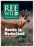 Reeën in Nederland EEN EERSTE KENNISMAKING VERENIGING HET REEWILD