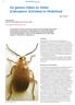 De genera Odeles en Elodes (Coleoptera: Scirtidae) in Nederland