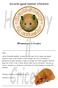 Syrische (goud) hamster informatie. Hamstery il Criceto