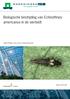 Biologische bestrijding van Echinothrips americanus in de sierteelt