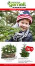 Bijna Kerst. c g / h d ca cm. Abies. Koopzondagen: 2, 9 en 16 december. Nordmann kerstboom. Ook voor decoratieve kerststukken!