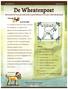 DECEMBER 2013 Jaargang 1, nr 2. De Wheatenpost. Nieuwsbrief van de Irish Soft Coated Wheaten Terrier Club Nederland