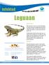 Leguaan. infoblad. Iguana iguana