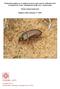 Monitoring loopkevers en spinnen in nieuw open zand en stuifzand in het Grenspark De Zoom Kalmthoutse heide d.m.v. bodemvallen