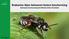 Brabantse bijen behoeven betere bescherming (beknopte beschouwing betreffende beheer & beleid) Tim Faasen