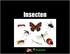 inhoud blz. 1. Soorten 3 2. Zo herken je een insect 4 3. Insecten en hun jong 6 4. Vijanden Meer insecten Filmpjes 15 Pluskaarten 16