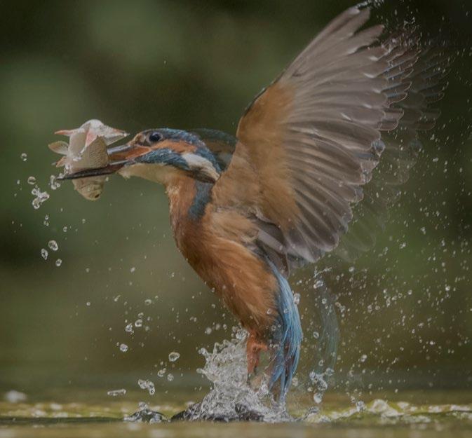 Dompel u direct onder in de natuurlijke geluidsbeleving van Viron Het is alsof u met een simpele camera een foto maakt van een