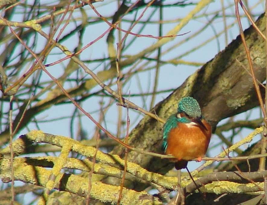 Help de IJsvogel Wat een slecht gekozen naam voor deze blauwe flits, een vogel die IJS als een groot gevaar ziet omdat zijn/haar voedsel daardoor niet bereikbaar is.