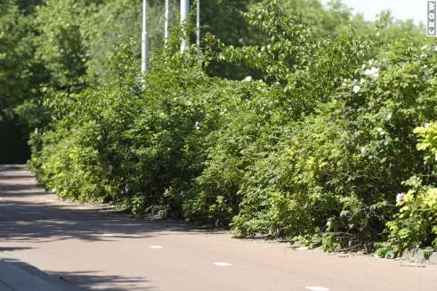 brengen. In een bomenbeleidsplan kan hier aandacht aan geschonken worden door een minimale doorrijhoogte te hanteren langs openbare wegen en fietspaden. 4.3.