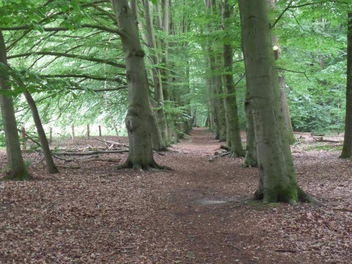 Beukenlaan Grintenbosch Naast de hoofdingang aan de