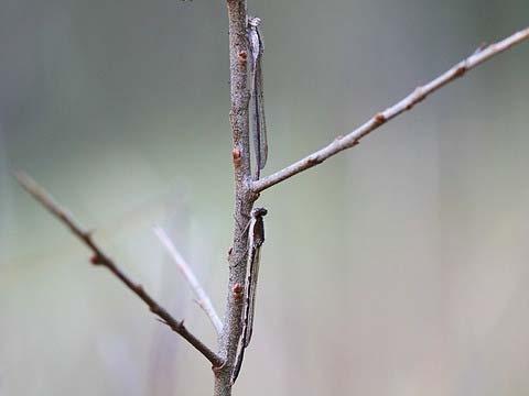 Sympecma fusca Bruine winterjuffer 124 146 68 8 12 6 16 14 1 8 6 4 7 8 9 Twee bruine winterjuffers overwinterend op het zelfde twijgje ten westen van camping Bakkum, 11 december 9.