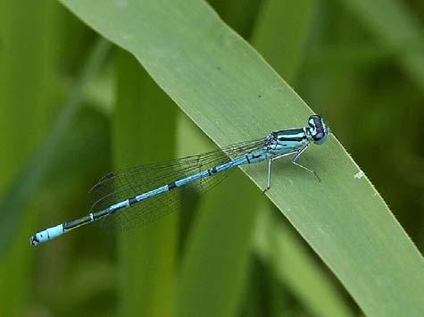 Coenagrionidae Waterjuffers Coenagrion puella Azuurwaterjuffer 16 94 24 18 14 18 16 14 8 6 4 7 8 9 Man azuurwaterjuffer, IJsbaan, mei 8. Foto John van Roosmalen.