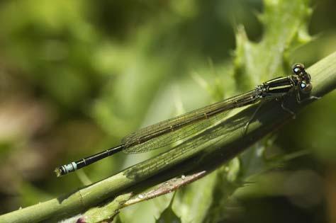 Ischnura pumilio Tengere grasjuffer 7 3 3 2 2 2 8 7 6 4 3 2 1 7 8 9 Tengere grasjuffer, 16 augustus bij het Nieuwe land. Foto Harm Niesen. De tengere grasjuffer is een wat mysterieus geval.