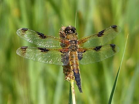 Libellulidae Korenbouten Libellula quadrimaculata Viervlek 348 811 8 17 19 12 9 8 7 6 4 3 7 8 9 Viervlek met relatief veel zwart in de vleugels, gezien in de Geestmerambacht, 14 juni 8.