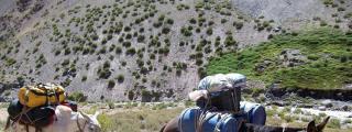 De expeditie begint met een driedaagse trekking door de Vacas vallei naar Plaza Argentina Base Camp (4200 m).