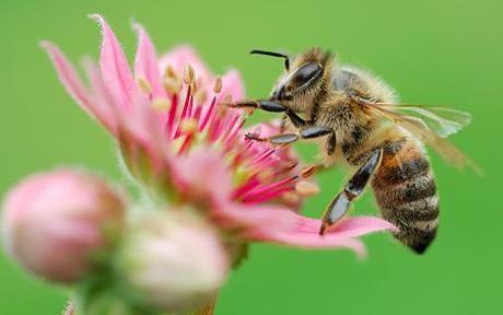 2. Honing Honing is zoet en gezond. Honing wordt gemaakt door bijen. Hoe?