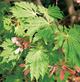 Loofbomen en -struiken 13 Acer campestre Carnival Japanse esdoorn met vruchten Acer shirasawanum Aureum Japanse esdoorn Acer japonicum Aconitifolium Hoogte 3 5 m Kenmerken: Deze sierplant groeit