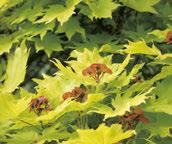 Soorten en cultivars: De bladeren van de soort Vitifolium zijn breed waaiervormig, de herfstkleur is karmijnrood. Voorbeelden van soorten zijn de veldesdoorn (A.