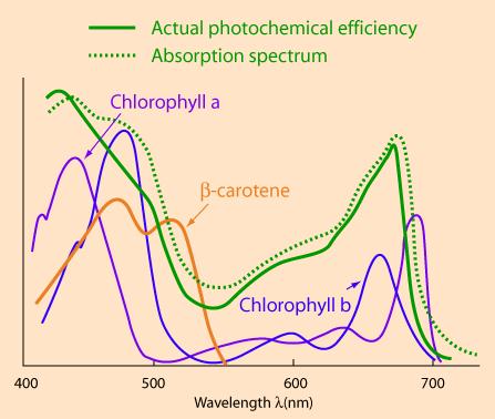 fotosynthese planten &