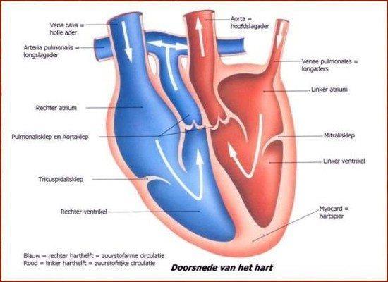 Pathofysiologie Carpentier classificatie Remodellering van het hart 1. Volume overbelasting links 2. Linker ventrikel dilatatie 3. Linker atrium dilatatie 4. Pulmonale hypertensie 5.