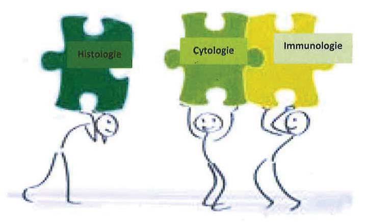 Synergie: cytologie+immunologie+histologie Grieks: synergia,samenwerking De meeropbrengst